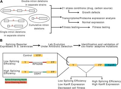 Introns: the “dark matter” of the eukaryotic genome